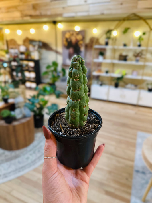 4" Unicorn Cactus