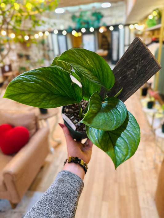 6" Monstera Pinnatipartita