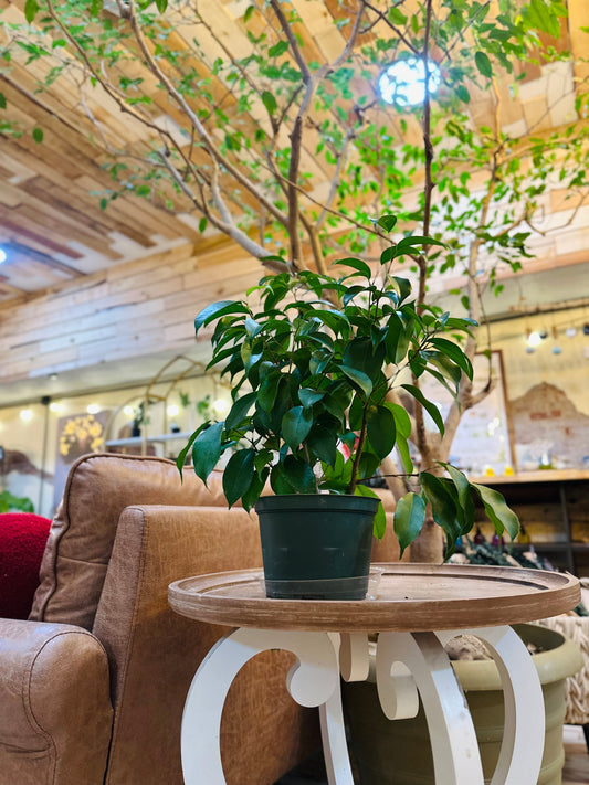 6" Ficus Benjamina