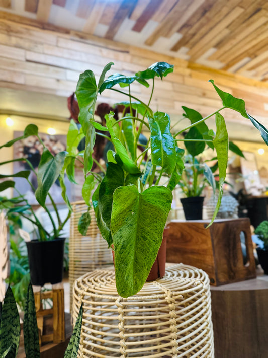 6" Philodendron Paraiso Verde