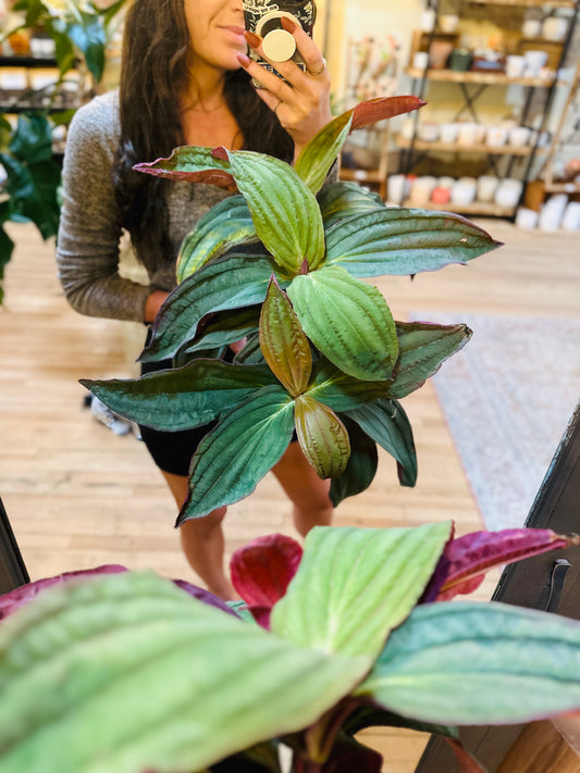 6" Medinilla Gregori Hambali