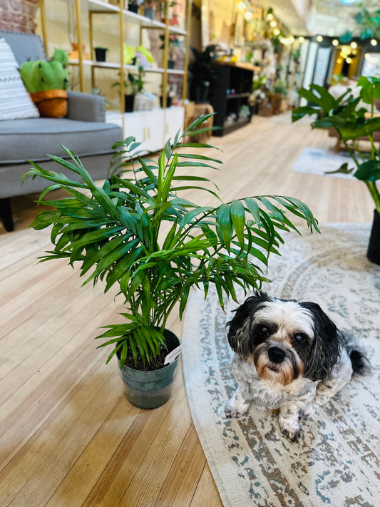 6" Cat Palm