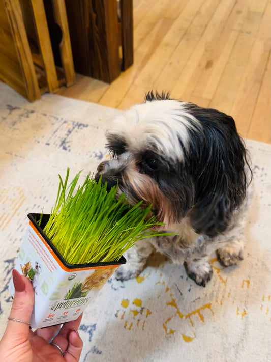 4" Cat Grass