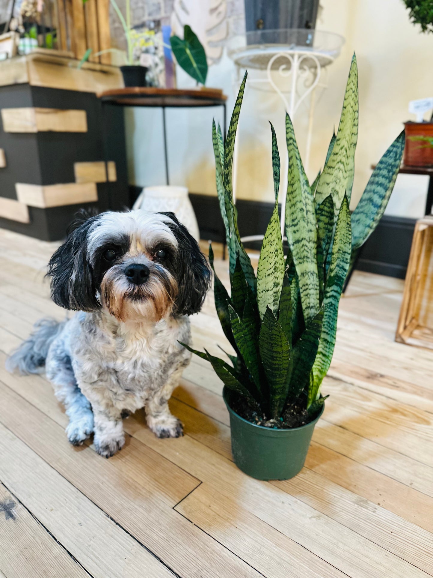 6" Zeylanica Snake Plant