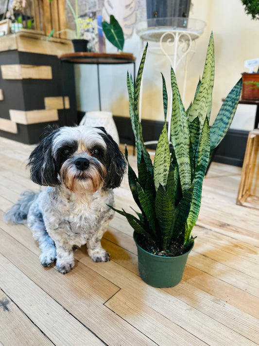 6" Zeylanica Snake Plant