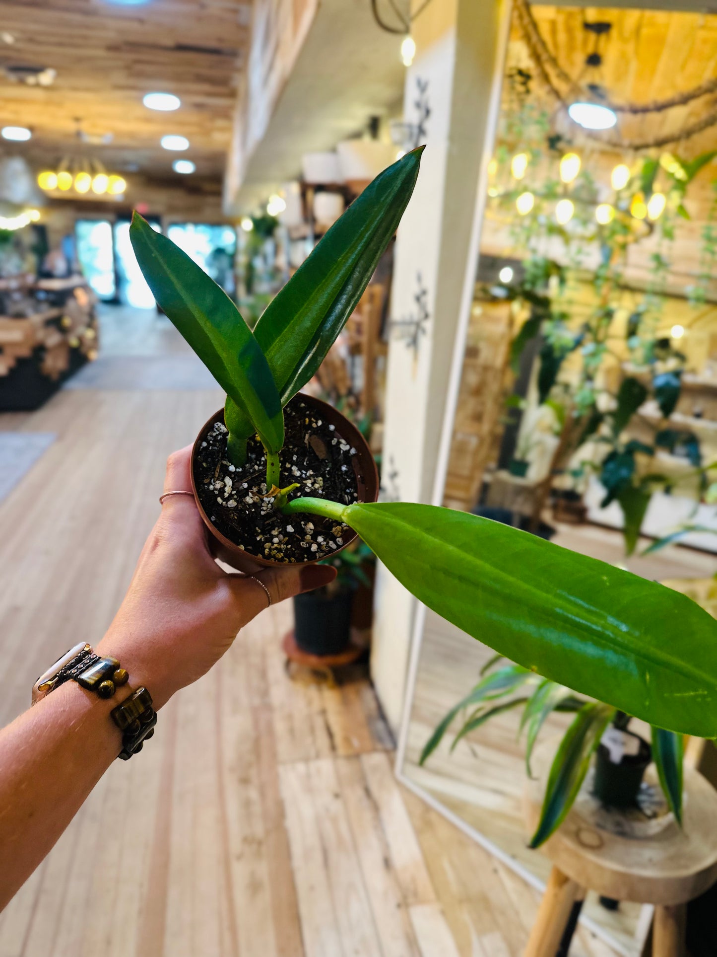 4" Philodendron Fat Boy