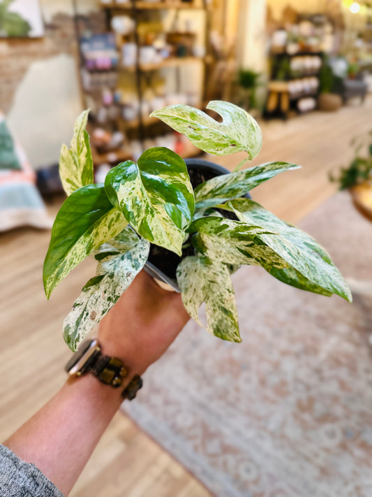 4" Marble King Pothos