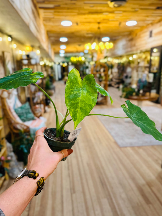 4" Alocasia Gageana Aurea