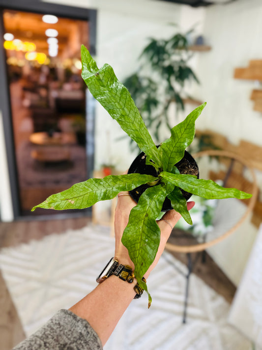 4" Crocodile Fern