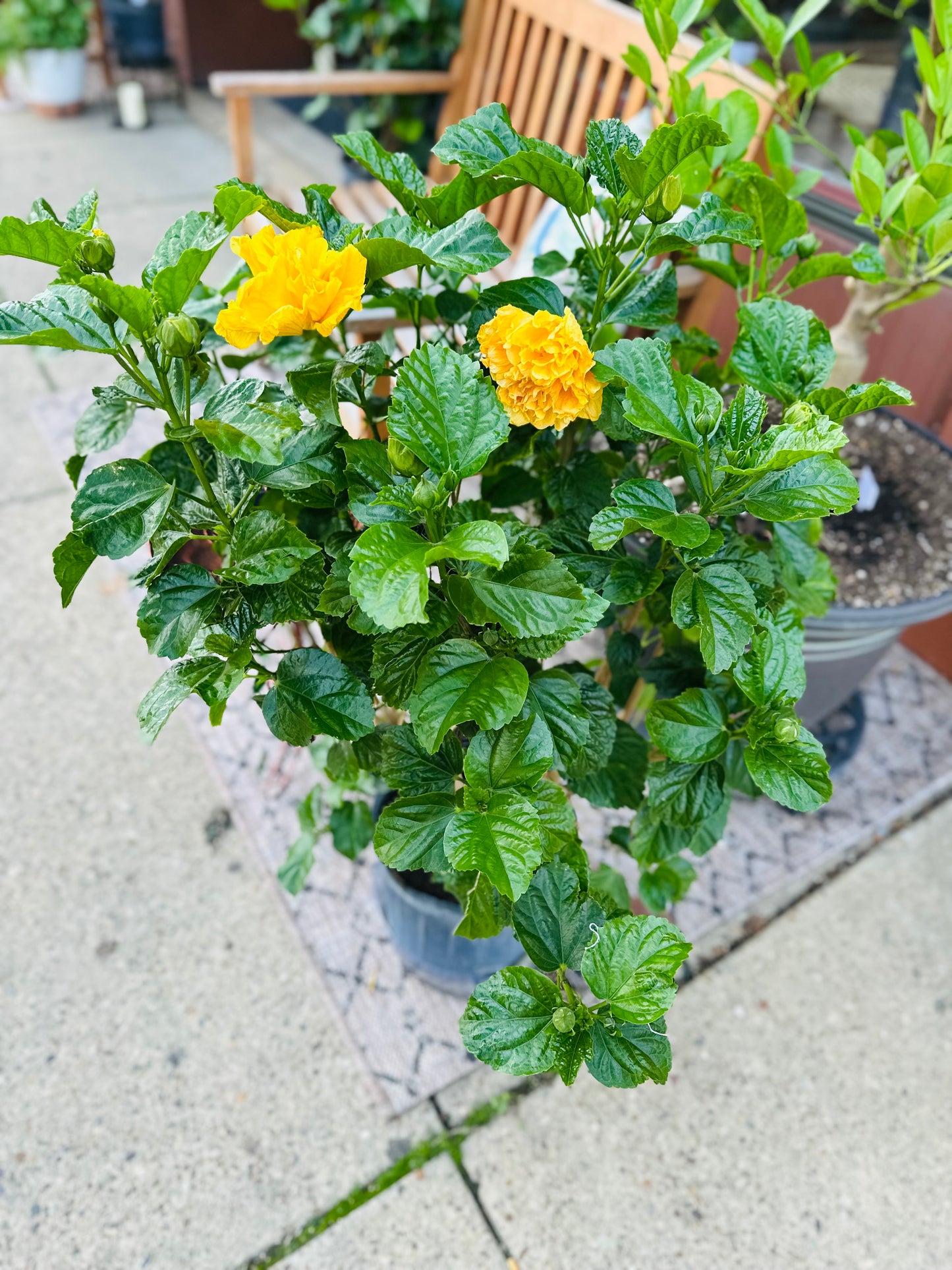10” Hibiscus