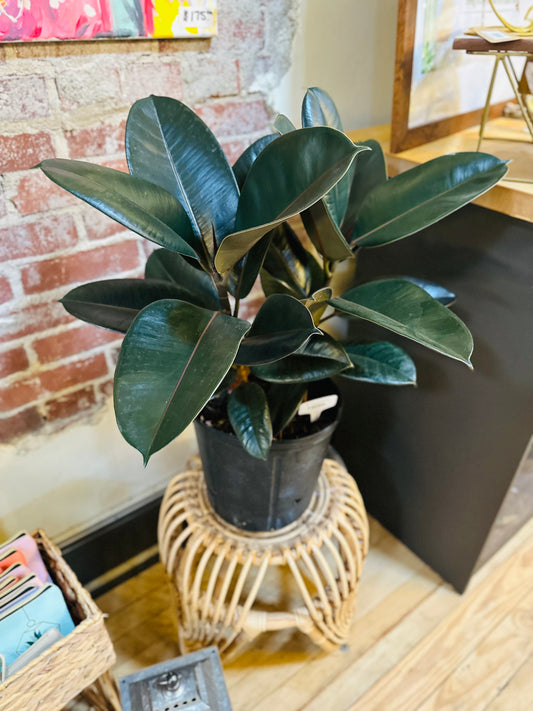 10" Ficus Burgundy