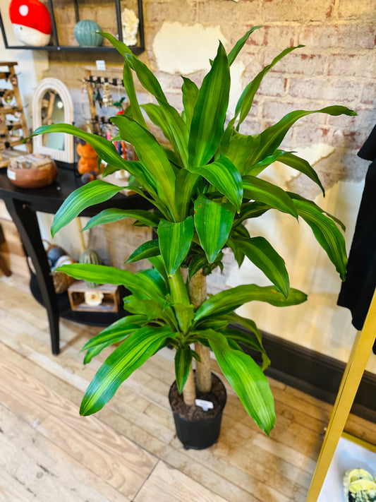 10" Dracaena Mass Cane