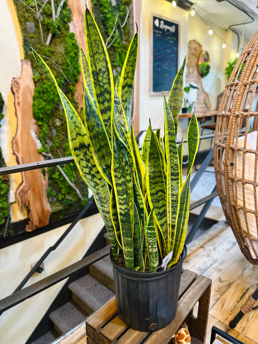 10" Laurentii Snake Plant