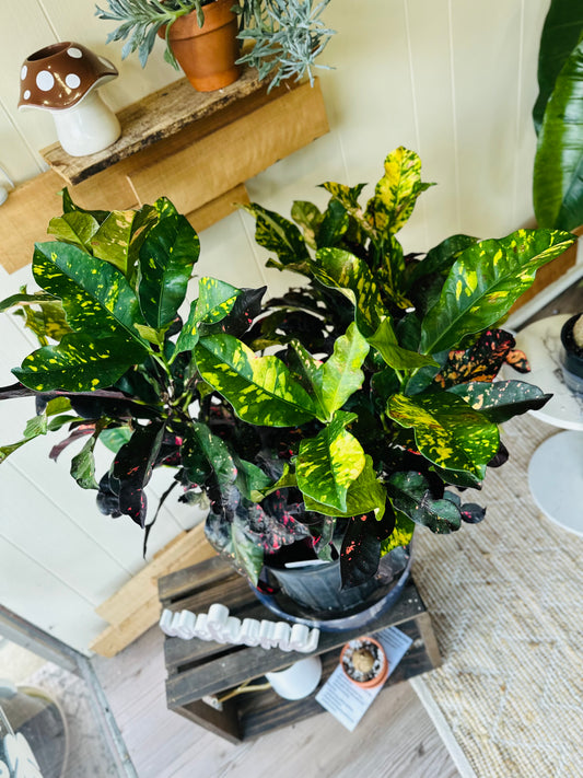 10" Croton Magnificent