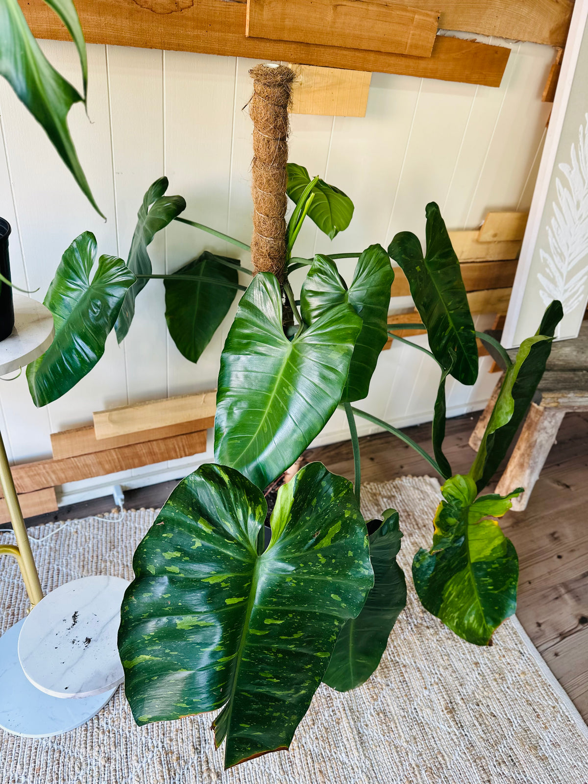 10" Philodendron Jose Buono