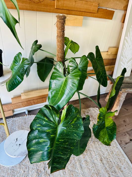 10" Philodendron Jose Buono