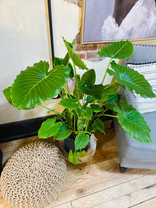 10” Alocasia Taro