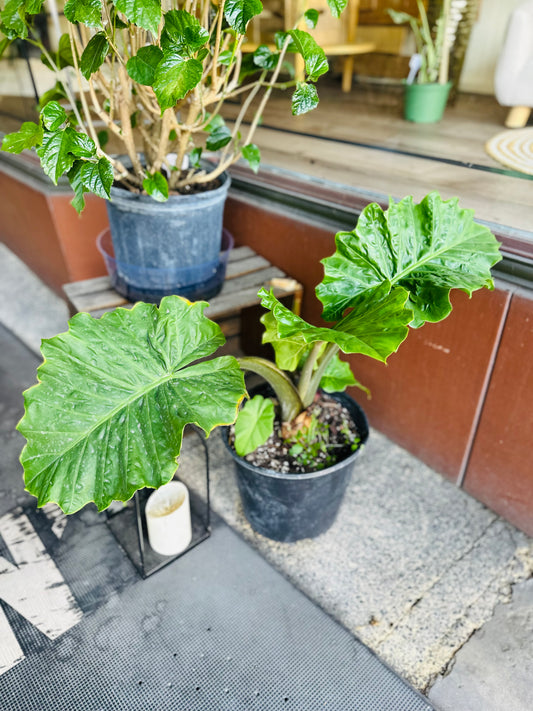 10" Alocasia Low Rider
