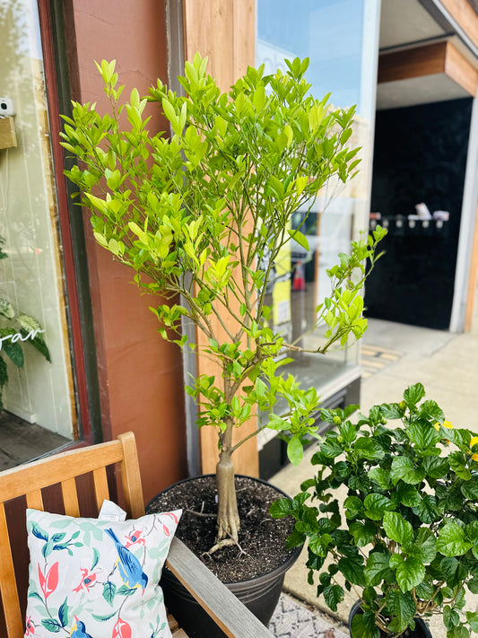 20" Calamondin Orange Tree