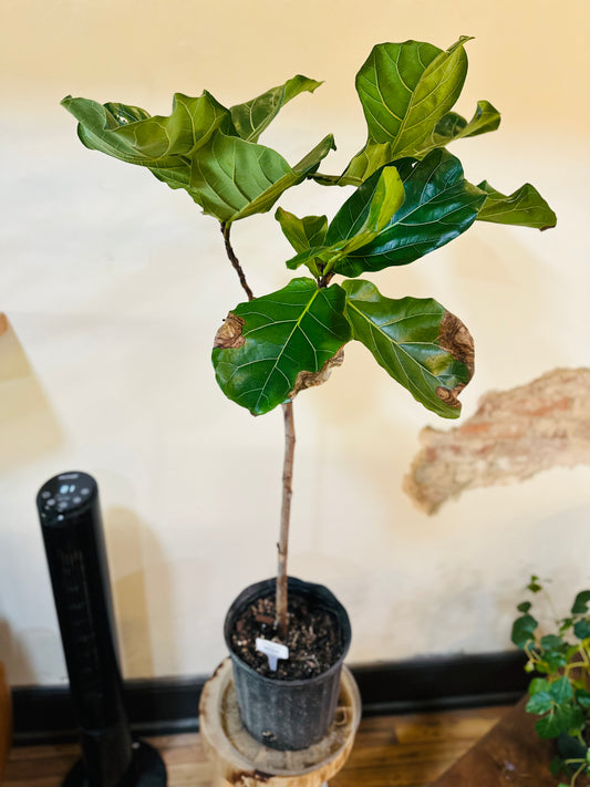 10" Fiddle Leaf Fig