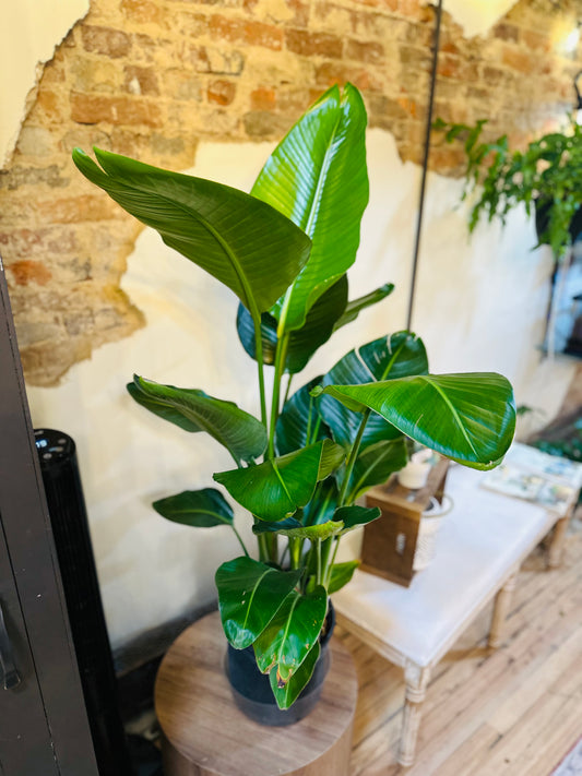 10" Bird of Paradise