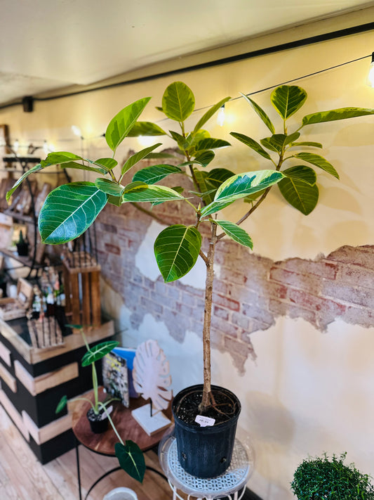 10" Ficus Altissima