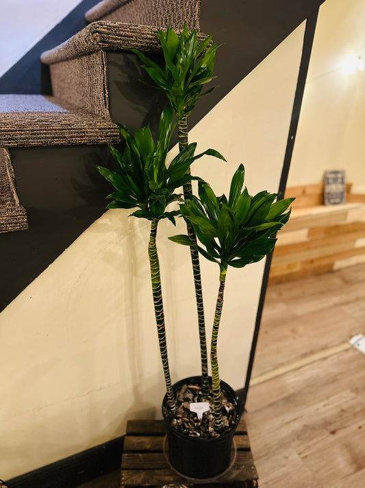10" Dracaena Janet Craig