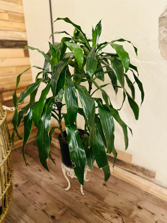 10" Dracaena Lisa