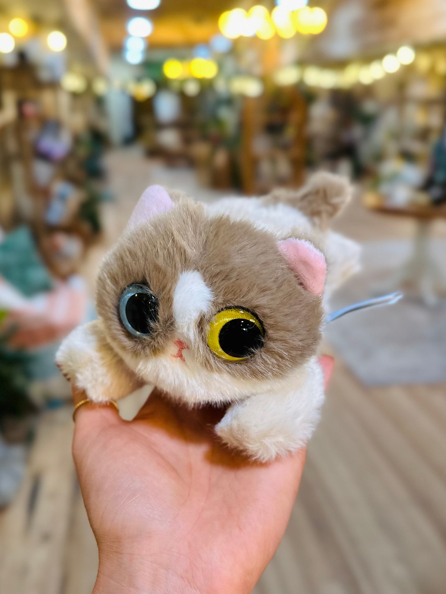 Little Cucu Kitties