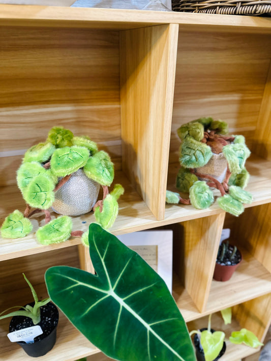 Pothos Plush