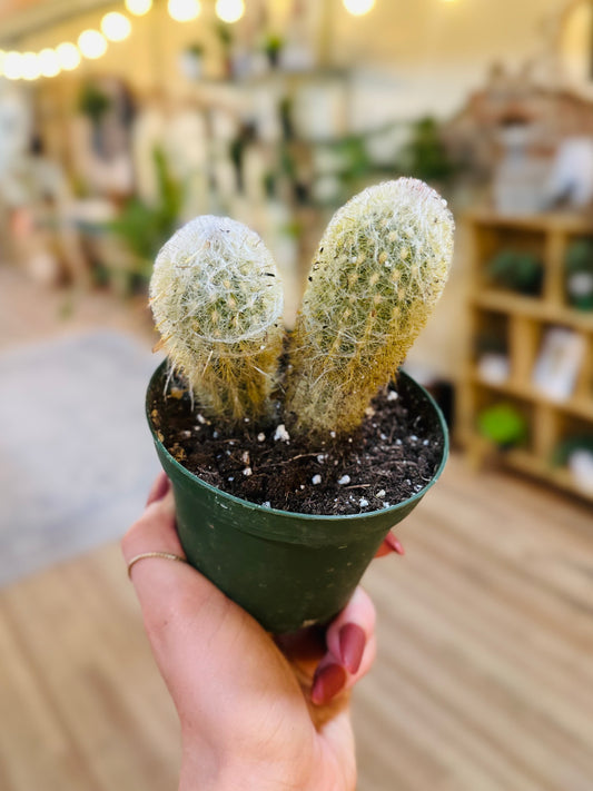 4" Old Man Cactus