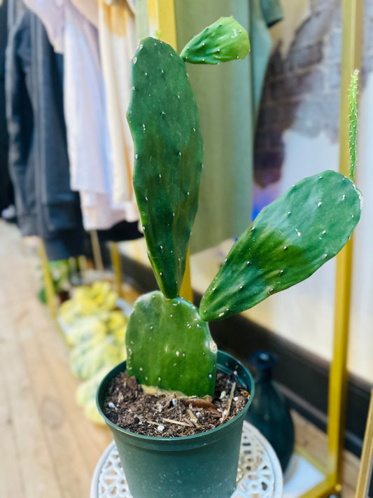 6" Opuntia Nopal