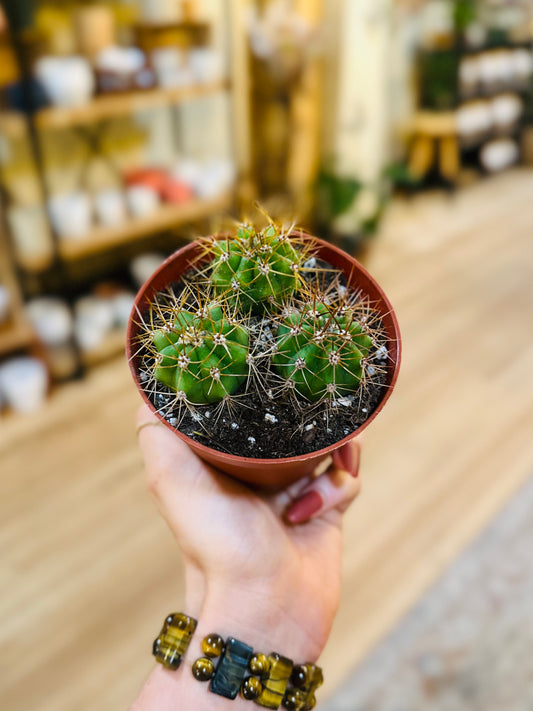 4" Argentine Saguaro