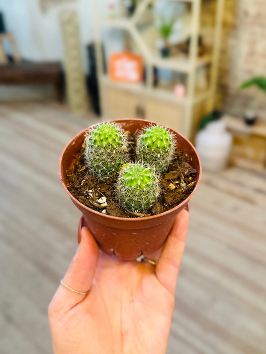 4" Pincushion Cactus