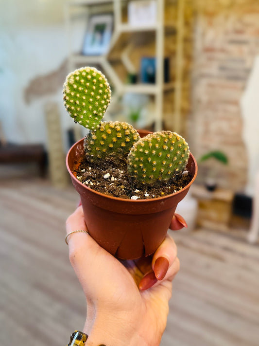 4" Bunny Ears Cactus