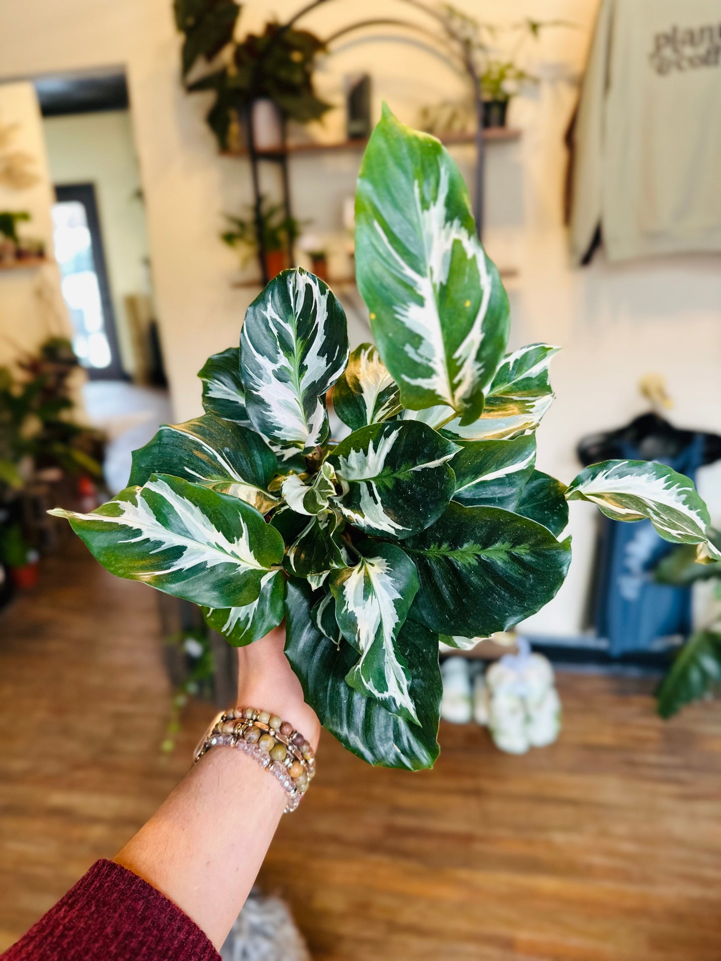 4" Calathea Stella