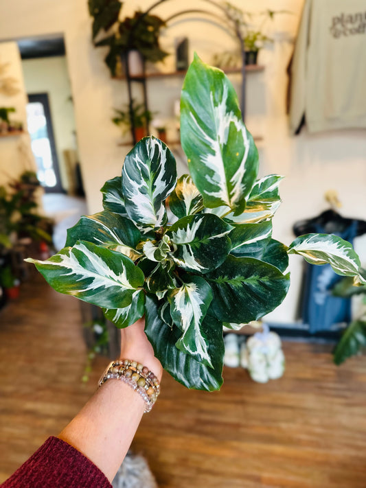 4" Calathea Stella