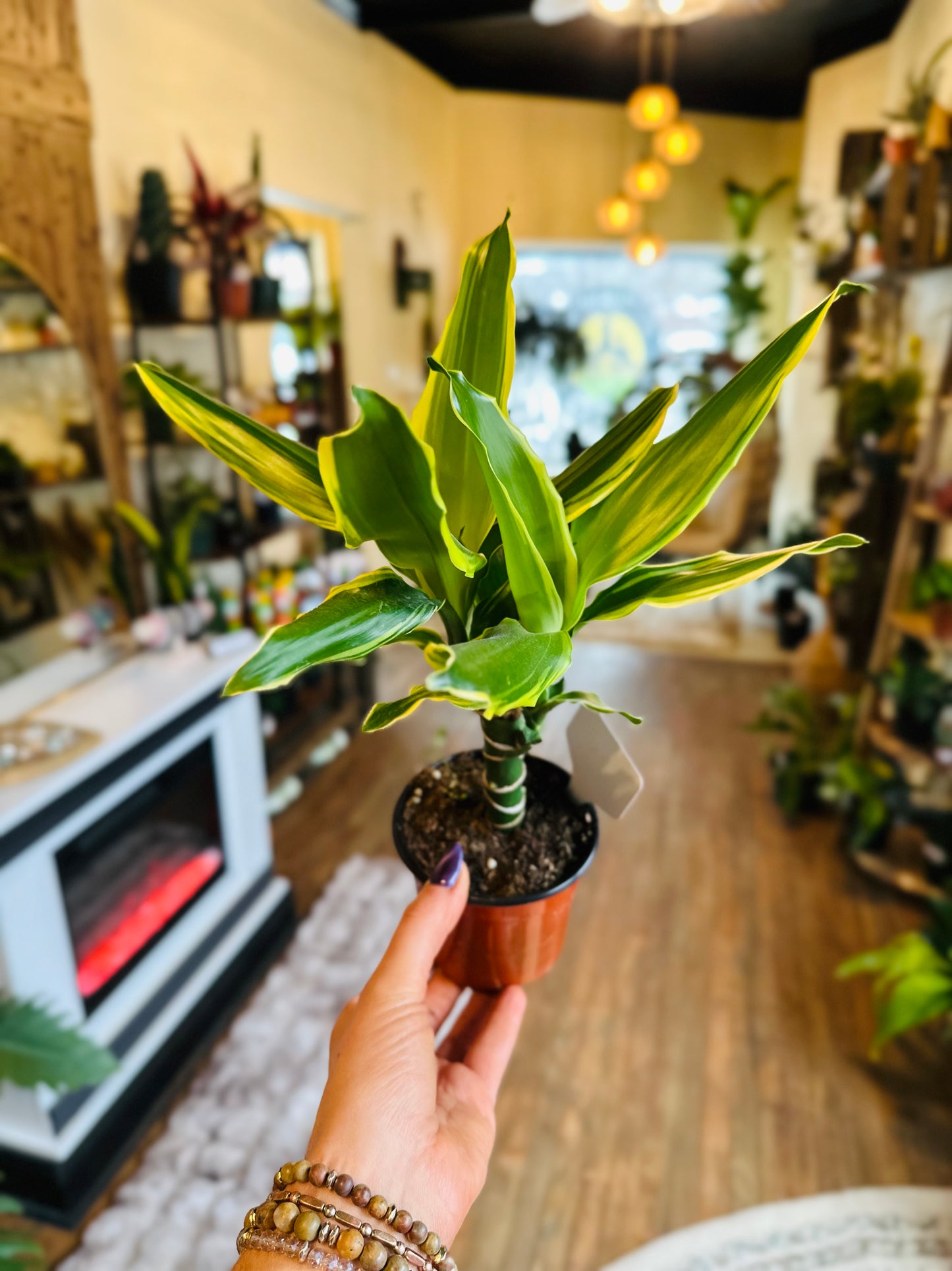 4" Dracaena Moonlight Cane