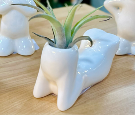 Ceramic Air Plant Buddies