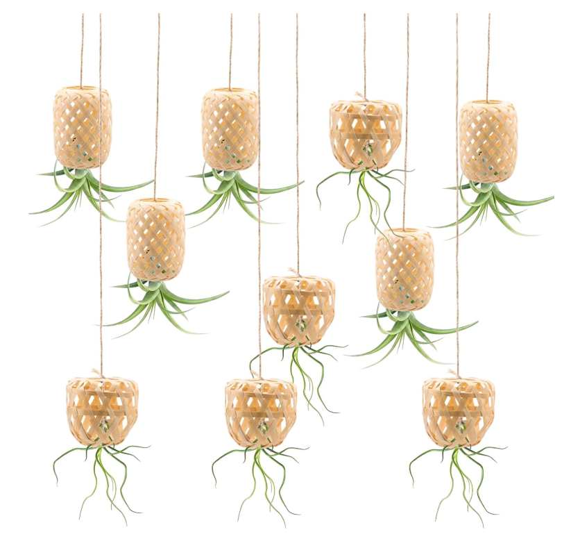 Air Plant Bamboo Lantern