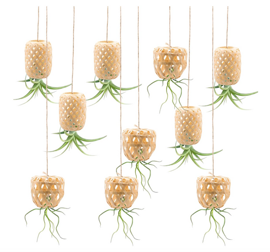 Air Plant Bamboo Lantern