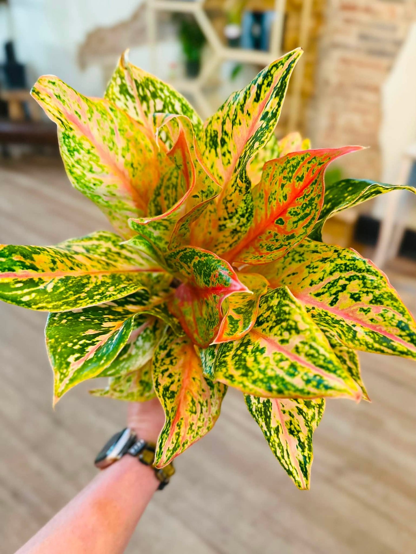 5" Aglaonema Sparkling Sarah