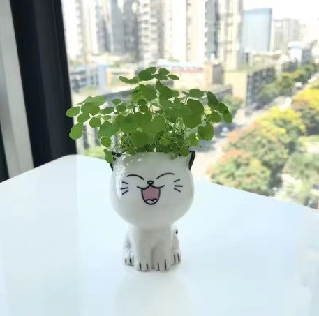 Kitty Planter