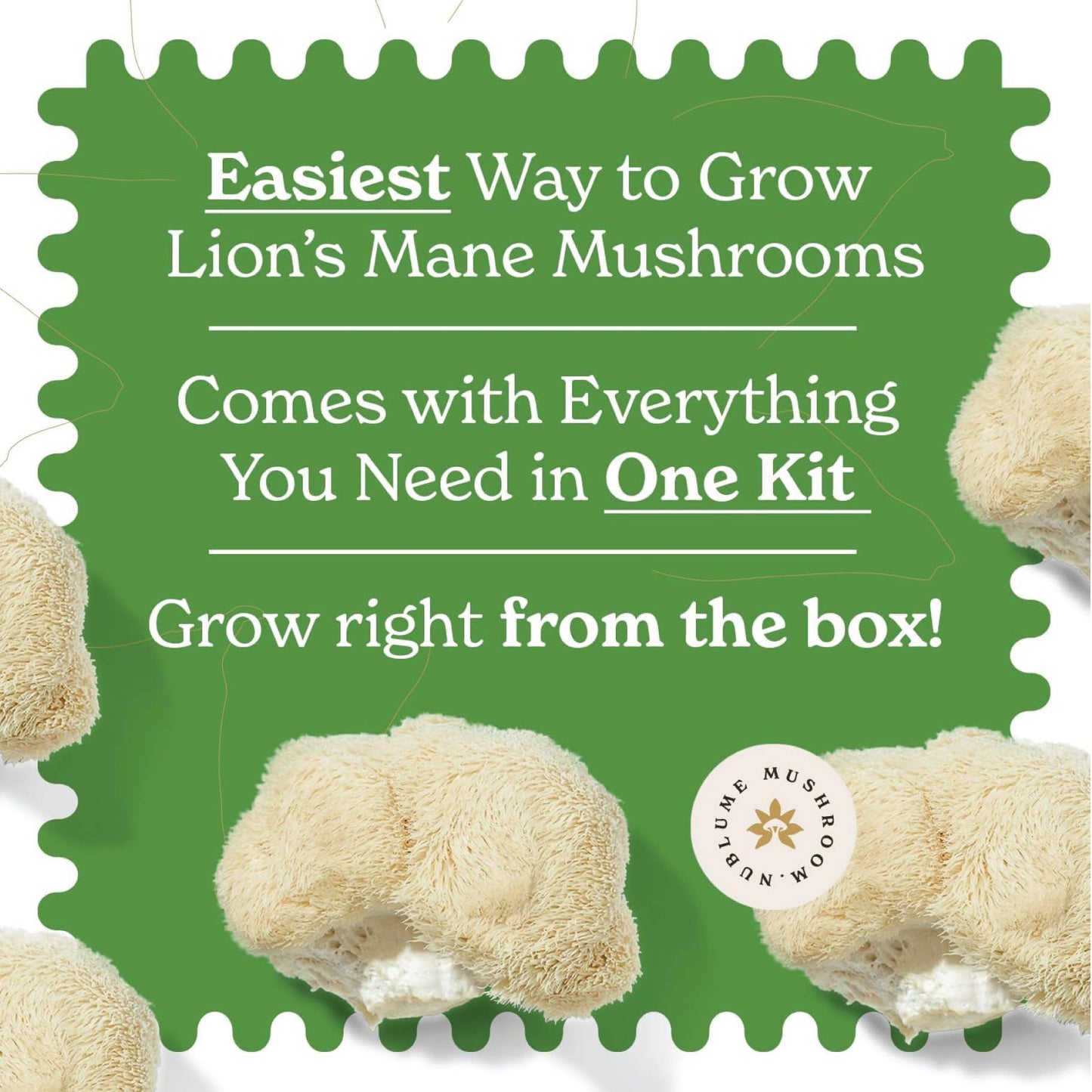 Lion’s Mane Mushroom Grow Kit