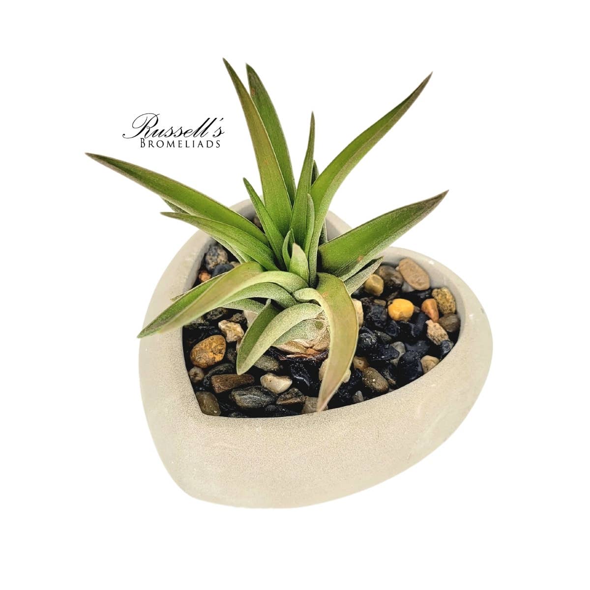 Heart Air Plant