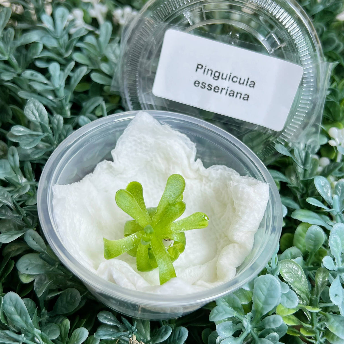 2" Mexican Butterwort