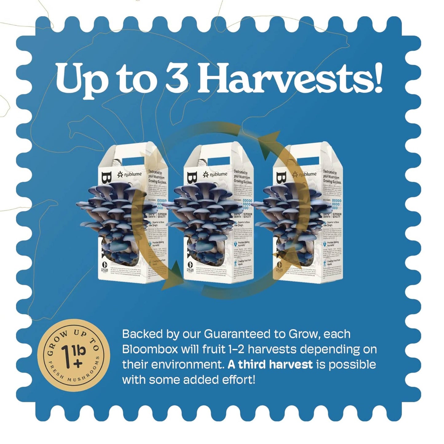 Blue Oyster Mushroom Grow Kit