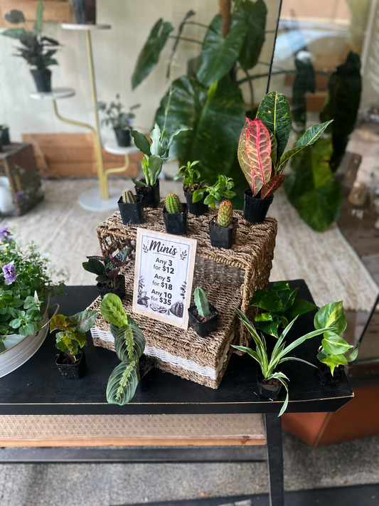 2" Mini Plant Mix