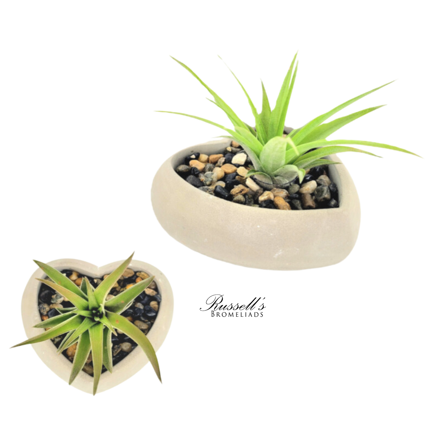 Heart Air Plant