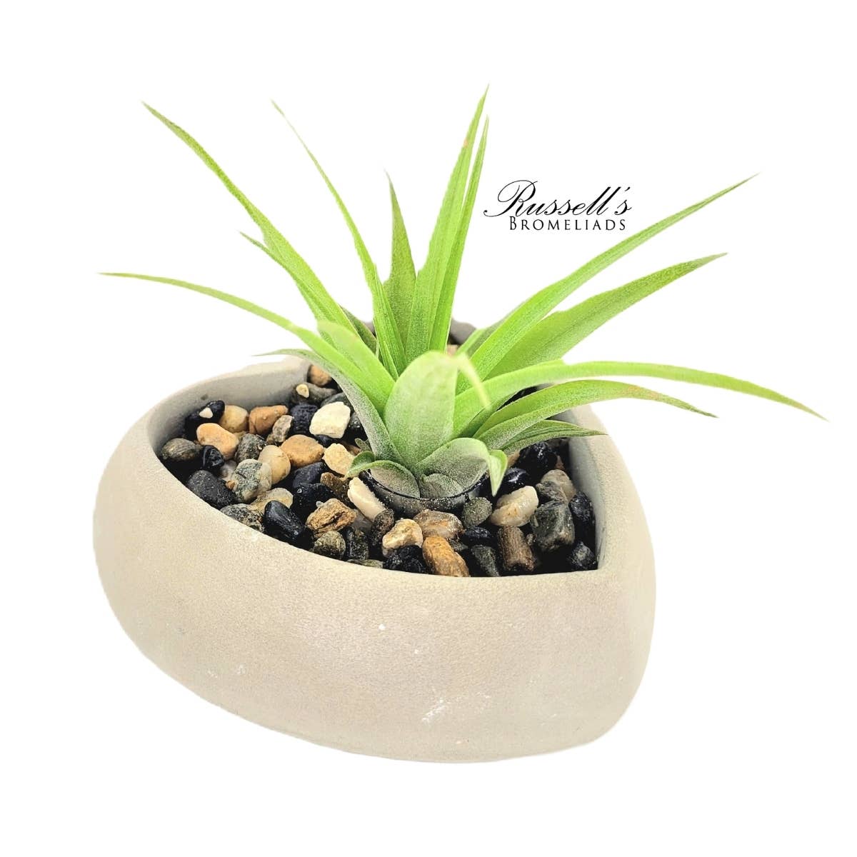 Heart Air Plant